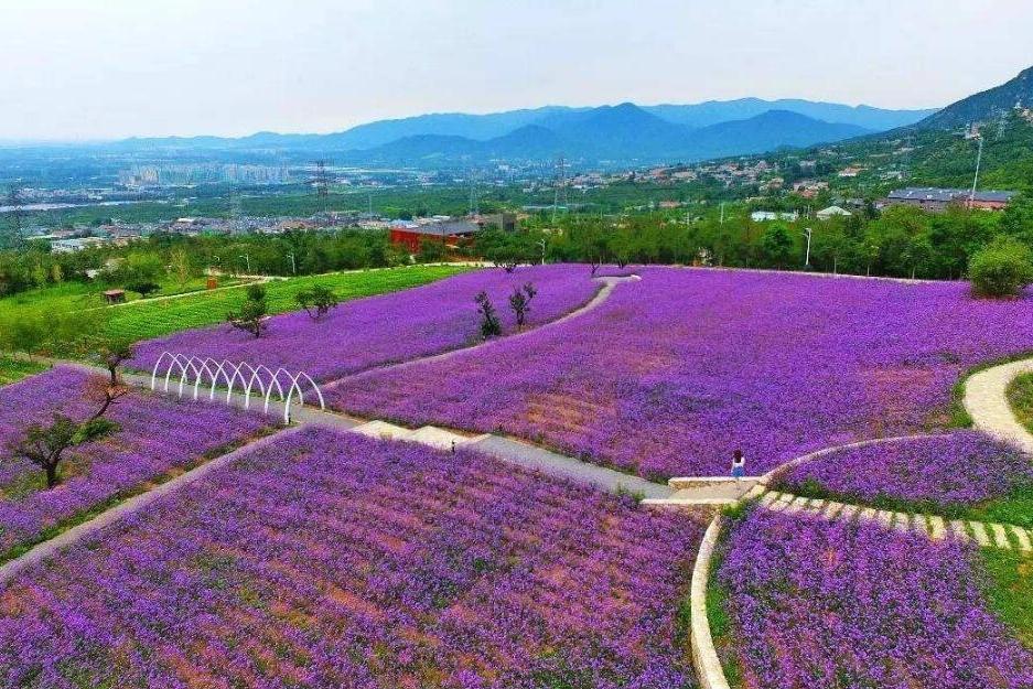 紫云台香草园